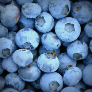 Berries- Blueberries